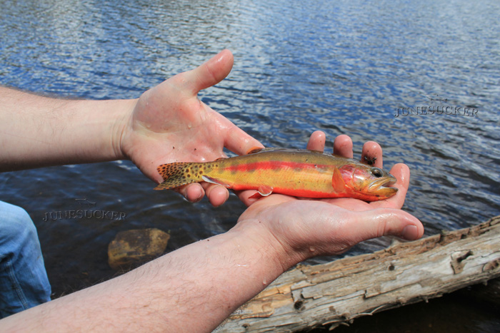 Golden Trout at Echo Lake