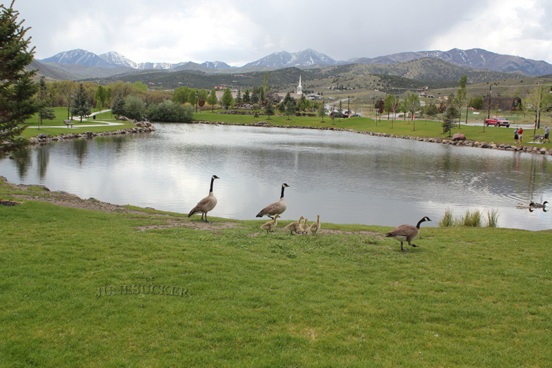 The Cove Pond in Herriman