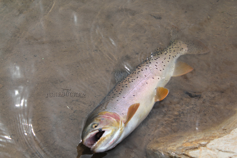Cutthroat trout from Strawberry Reservoir.