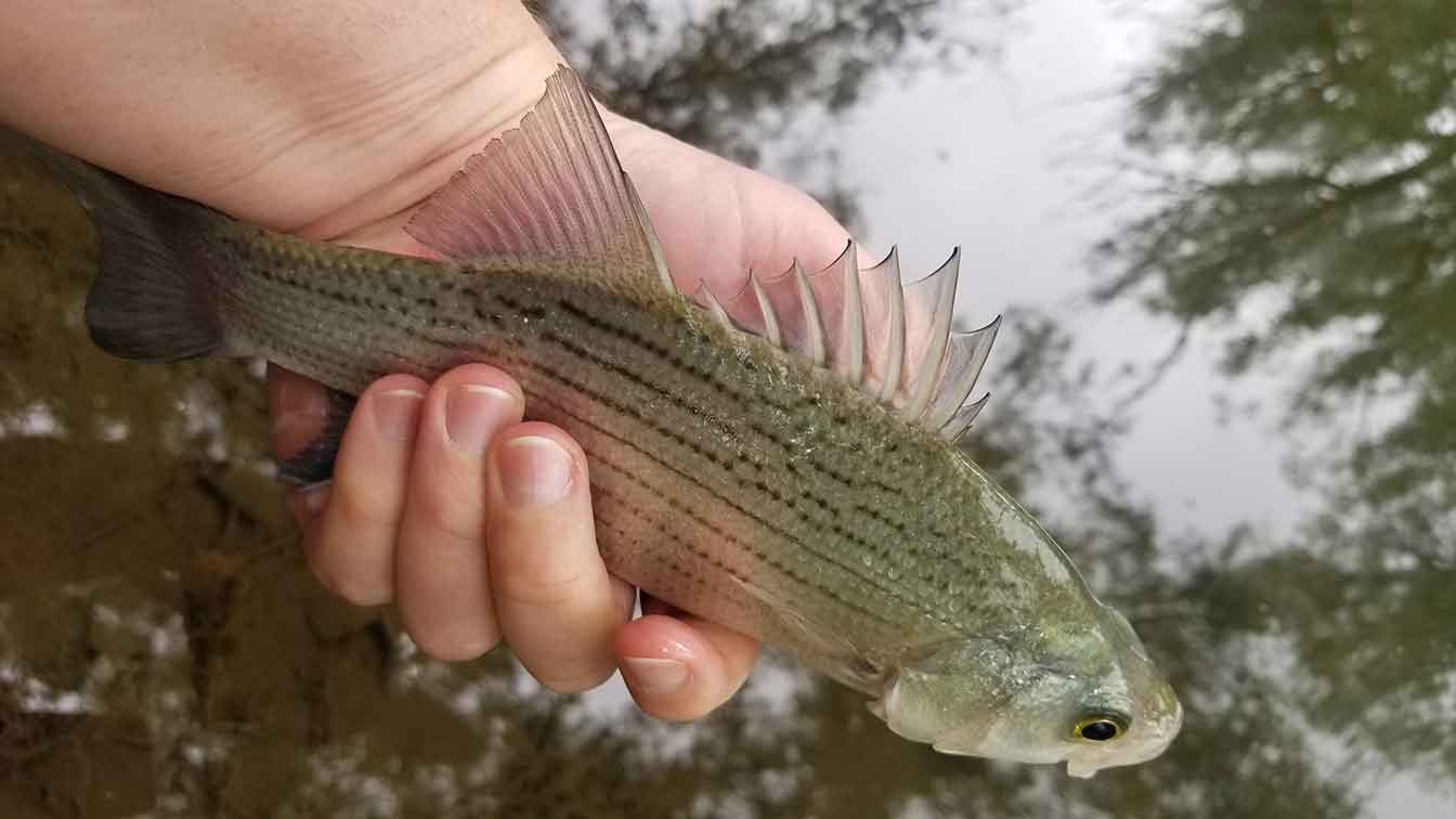 White Bass from Utah Lake.
