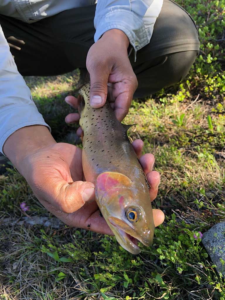 Cutthroat trout from Kidney Lake in the High Uintas.