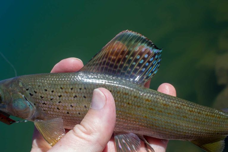 Whiskey Island Lake Fishing the Uinta Mountains