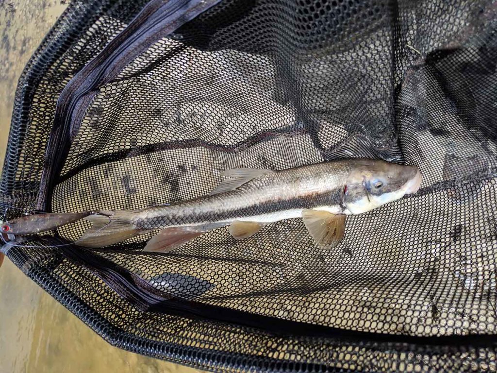 Pruess Lake Fishing Milliard County